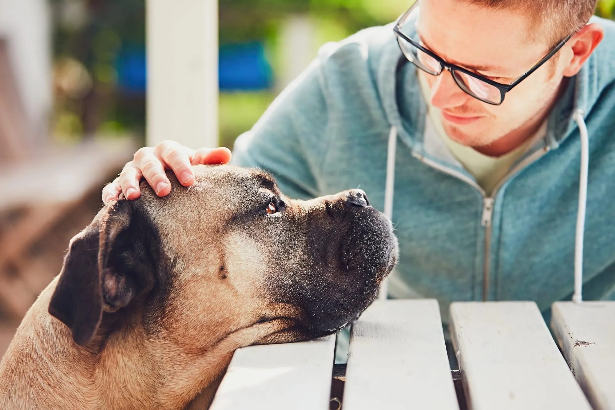 Young man sharing a close moment with his Cane Corso