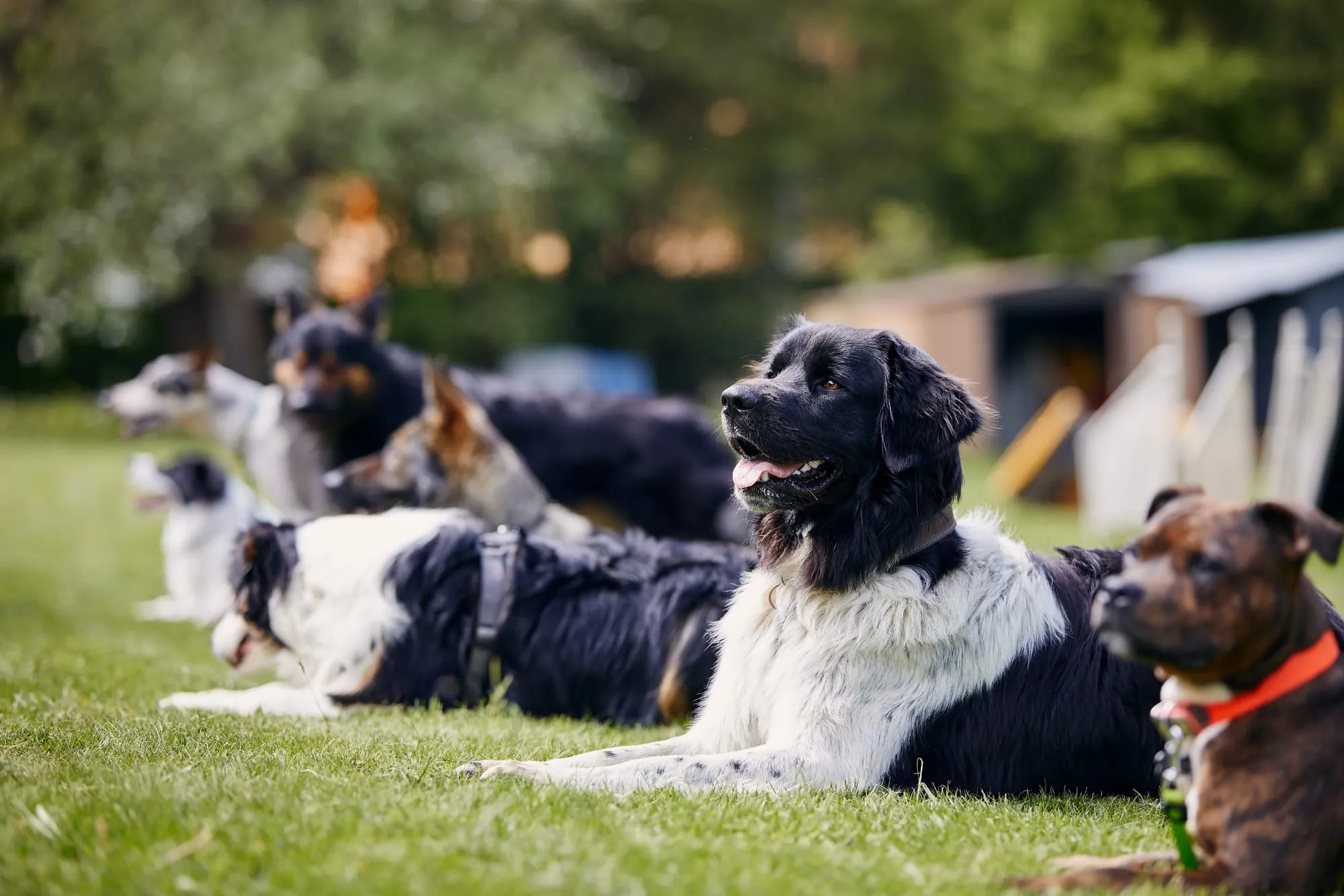 Group of dogs holding a calm down-stay outdoors