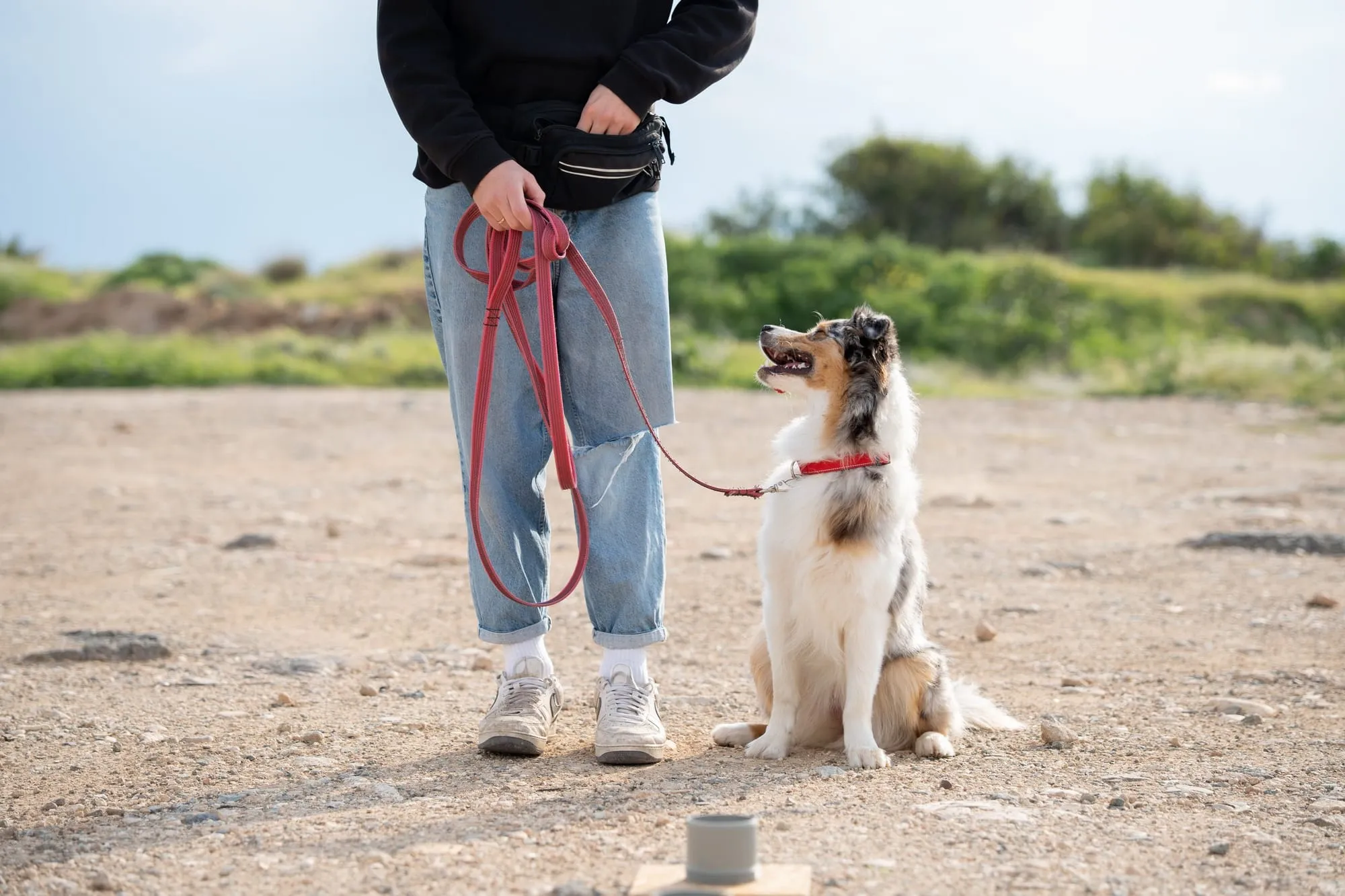 Owner walking a calm dog on a loose leash